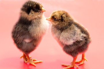 Yellow chickens looking at one black isolated on a background