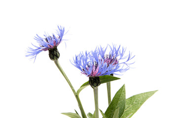 Beautiful daisy flowers isolated on  background cutout