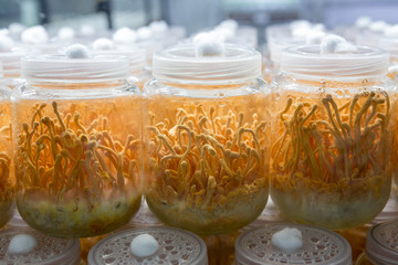 Fresh Cordyceps militaris in Glass bottles.lab room