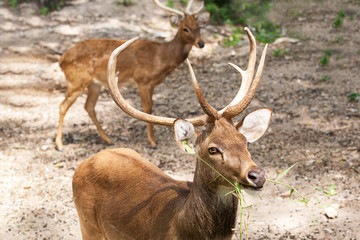Red deer are eating  grass which is its favorite food. In Khao Kheow  Open Zoo Chonburi Province, Thailand