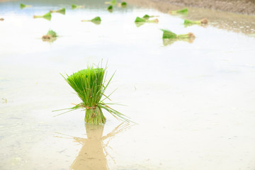 The rice is prepared for planting.