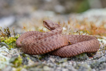 male common european viper basking on wood stump ( Vipera berus )