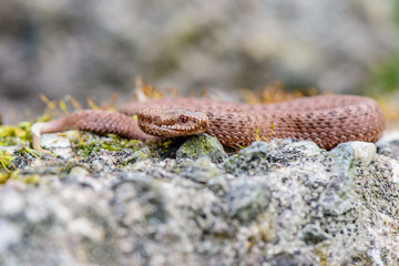 male common european viper basking on wood stump ( Vipera berus )