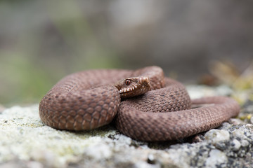 male common european viper basking on wood stump ( Vipera berus )