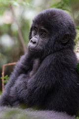 Obraz premium Portrait of a mountain gorilla with cub at a short distance. gorilla close up portrait.The mountain gorilla (Gorilla beringei beringei)