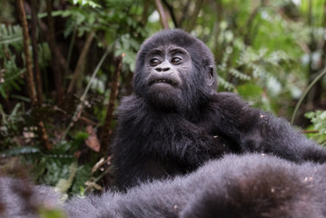 Portrait of a mountain gorilla with cub at a short distance. gorilla close up portrait.The mountain gorilla (Gorilla beringei beringei)