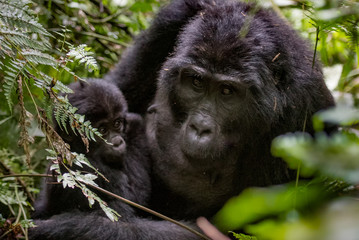 Portrait of a mountain gorilla with cub at a short distance. gorilla close up portrait.The mountain gorilla (Gorilla beringei beringei)