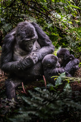 Portrait of a mountain gorilla with cub at a short distance. gorilla close up portrait.The mountain...