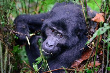 Portrait of a mountain gorilla with cub at a short distance. gorilla close up portrait.The mountain gorilla (Gorilla beringei beringei)