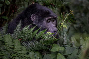 Portrait of a mountain gorilla with cub at a short distance. gorilla close up portrait.The mountain...