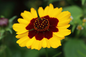 Coreopsis tinctoria 'Bicolor' flower