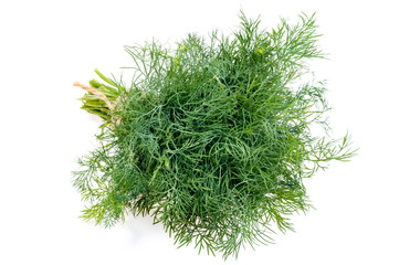 Bunch of fresh dill tied with a rope. Isolated on white background