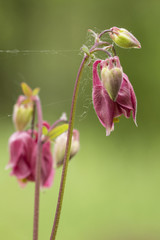 Pink flower oranges.