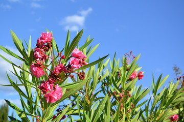 Natura