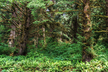 Part of a green rain forest in west coast