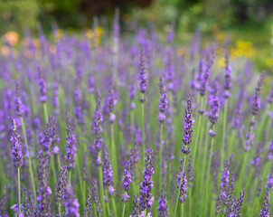 Obraz premium A violet lavender field at Kawaguchiko , Tokyo
