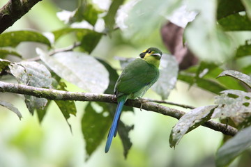 Long-tailed broadbill (Psarisomus dalhousiae) in Mt.Kerinci, Sumatra, Indonesia