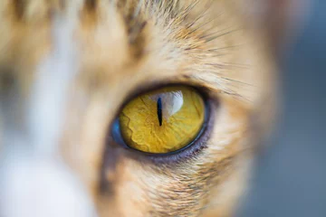 Foto auf Acrylglas Panther Nahaufnahme von Katzenaugen, Katzengesicht und Blick auf die Kamera.