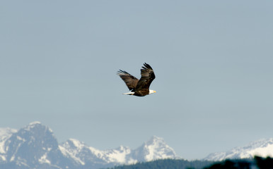 Lonely big bird flying in air with clouds