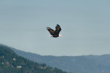 Lonely big bird flying in air with clouds