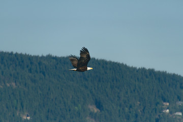 Lonely big bird flying in air with clouds