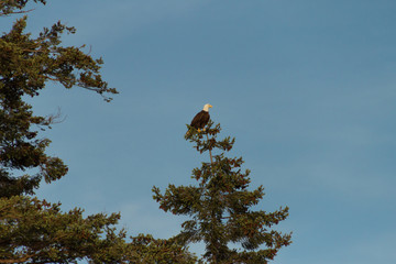 Lonely bald eagle flying in air above trees and forest