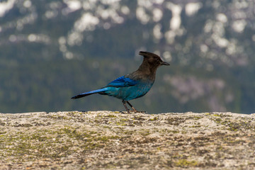 Steller's jay on rock in nature with mountains background