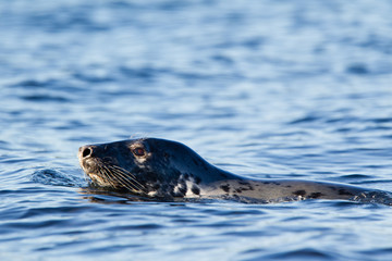 foca comune