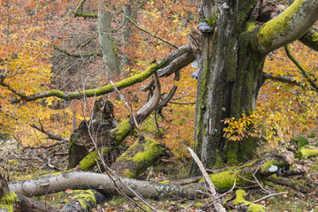 Naturpark Saar-Hunsrück - Deutschland