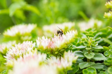 Bee sitting on flower