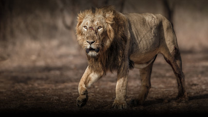 Obraz premium Asiatic lion male in the nature habitat. Asiatic lion male after fight. Wildlife scene with danger animal. Hot summer in Gujarat, India. Dry tree area with beautiful lion. Panthera leo