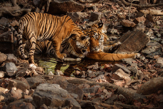Tigers in the nature habitat. Tigers mother and cubs in the water. Wildlife scene with danger animal. Hot summer in Rajasthan, India. Dry trees with beautiful indian tiger. Panthera tigris