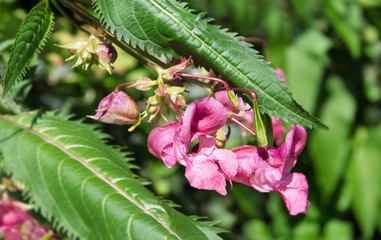 Indisches Springkraut -  Impatiens glandulifera