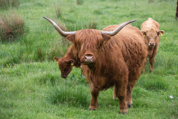 mucca o bue highland con frangia nordico della scozia su prato al pascolo