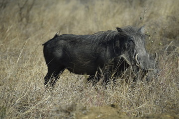 Warthog 