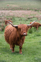 mucca o bue highland con frangia nordico della scozia su prato al pascolo