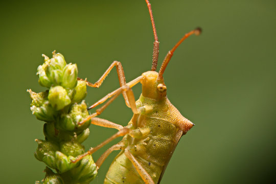 Nature image showing details of insect life: closeup / macro of a hemiptera Nezara Viridula Heteroptera pentatomidae palomera prasina on a leaf.