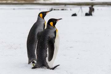 King penguins on South Georgia island
