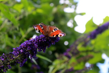 Schmetterling auf Schmetterlingsflieder