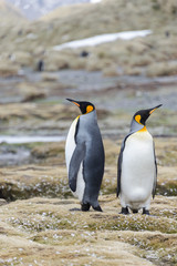 King penguins