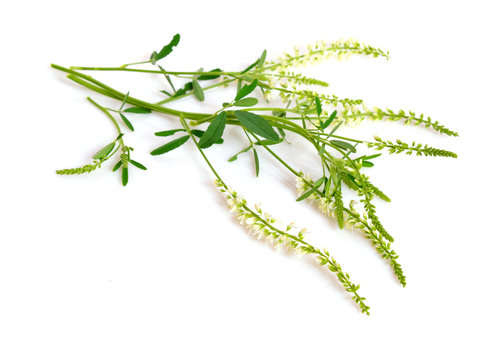 Melilotus, known as melilot, sweet clover, and kumoniga.