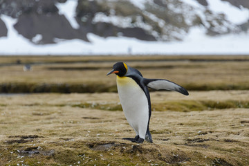 King penguins