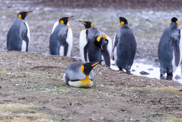 Fototapeta premium King penguins