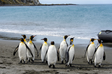 Plakat King penguins on South Georgia island
