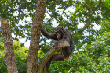 Chimpanzee hanging on tree in jungle looking down