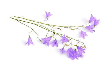 Campanula, bellflower, bell-shaped flowers or 