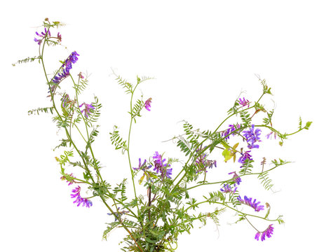 Vicia cracca (tufted vetch, cow vetch, bird vetch, blue vetch, boreal vetch)