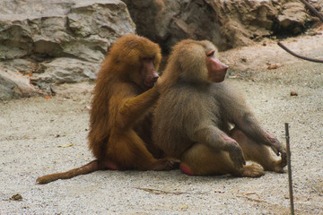 Baboons sitting in nature on ground in summer