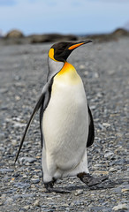 Fototapeta premium King penguins on South Georgia island