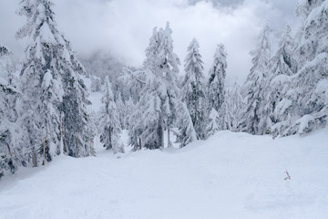Fototapeta na wymiar Snowboarder in forest riding down the hill